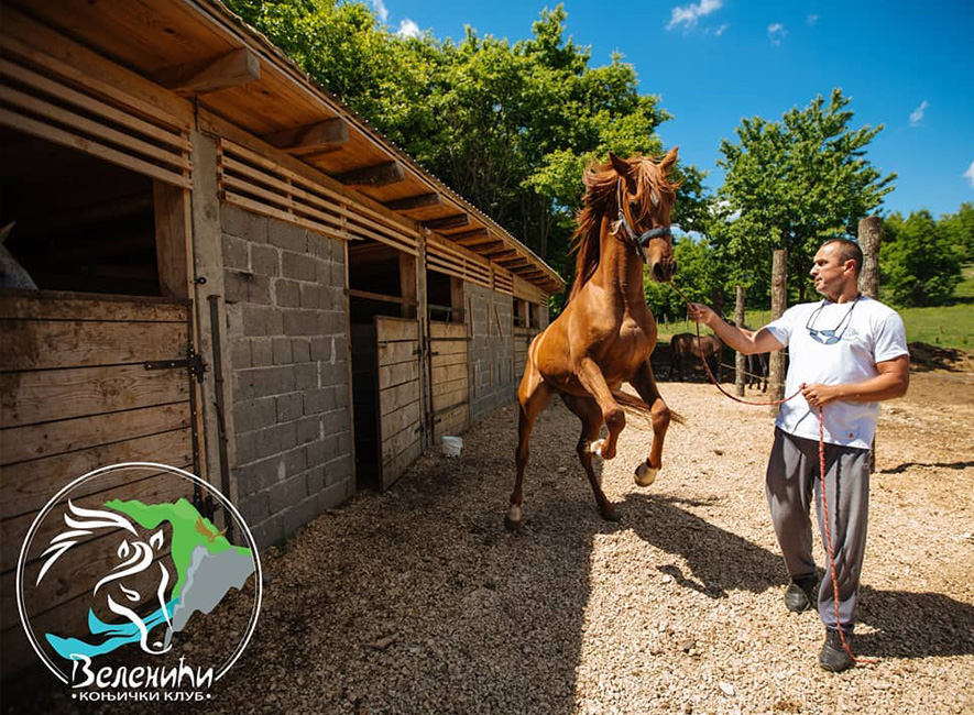 velenici horse